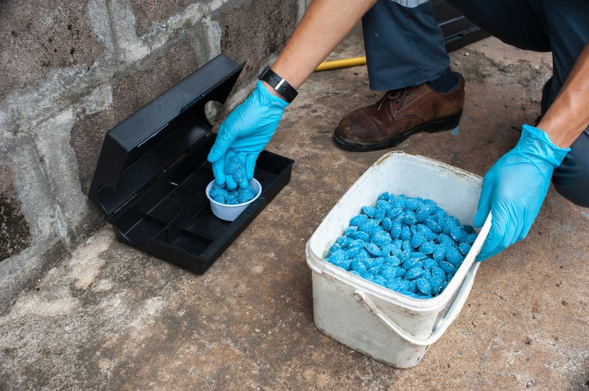 Fumigación de Roedores